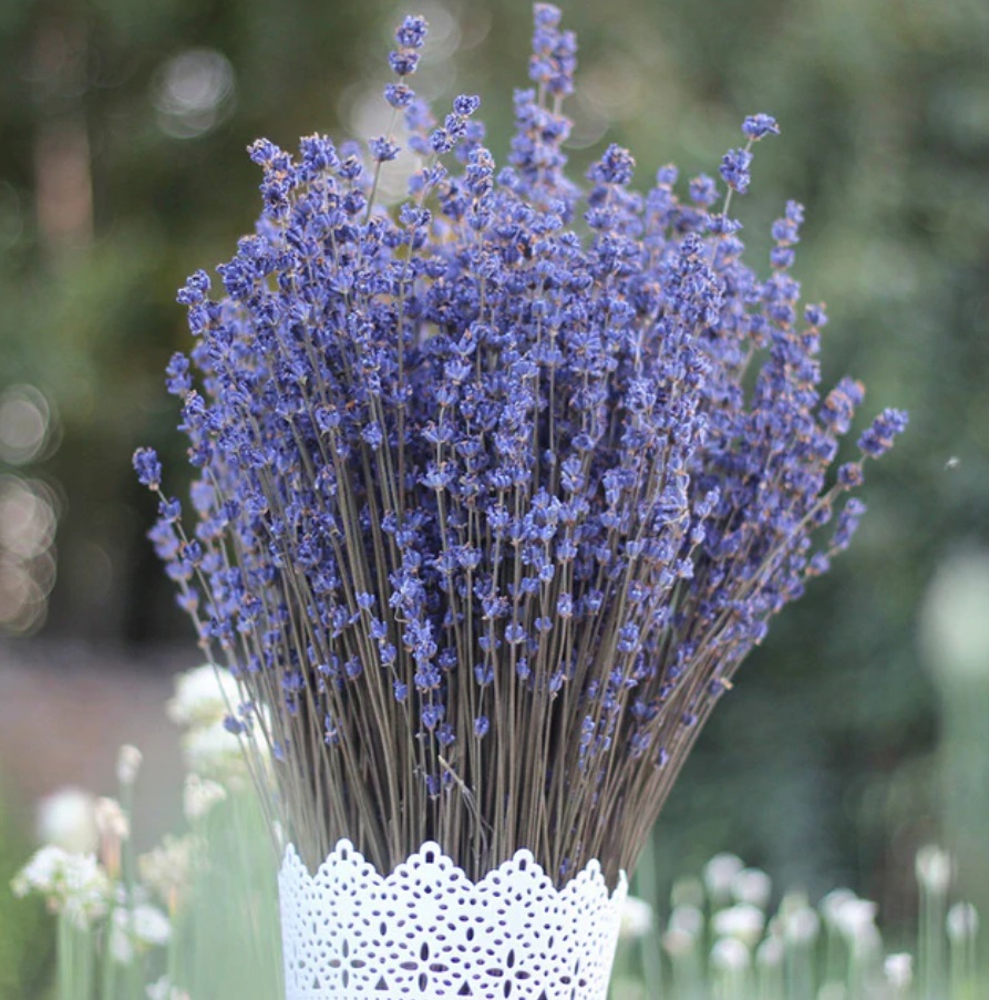 Lavender: Hoa Oải hương