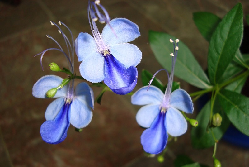 Blue butterfly: Hoa Cánh Tiên