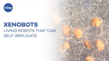 [VIETOP NEWS] XENOBOTS - LIVING ROBOTS THAT CAN SELF-REPLICATE