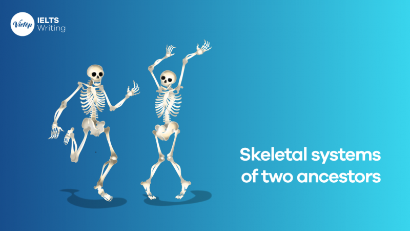 IELTS WRITING PRACTICE TEST: SKELETAL SYSTEMS OF TWO ANCESTORS