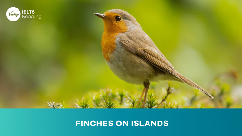 Finches on Islands