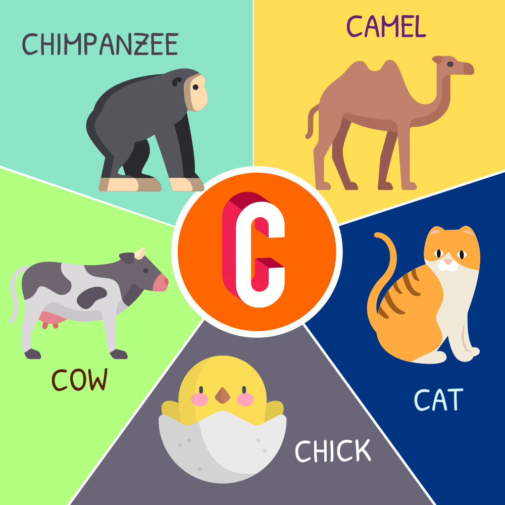 Tên các con vật bằng tiếng Anh bắt đầu bằng chữ C