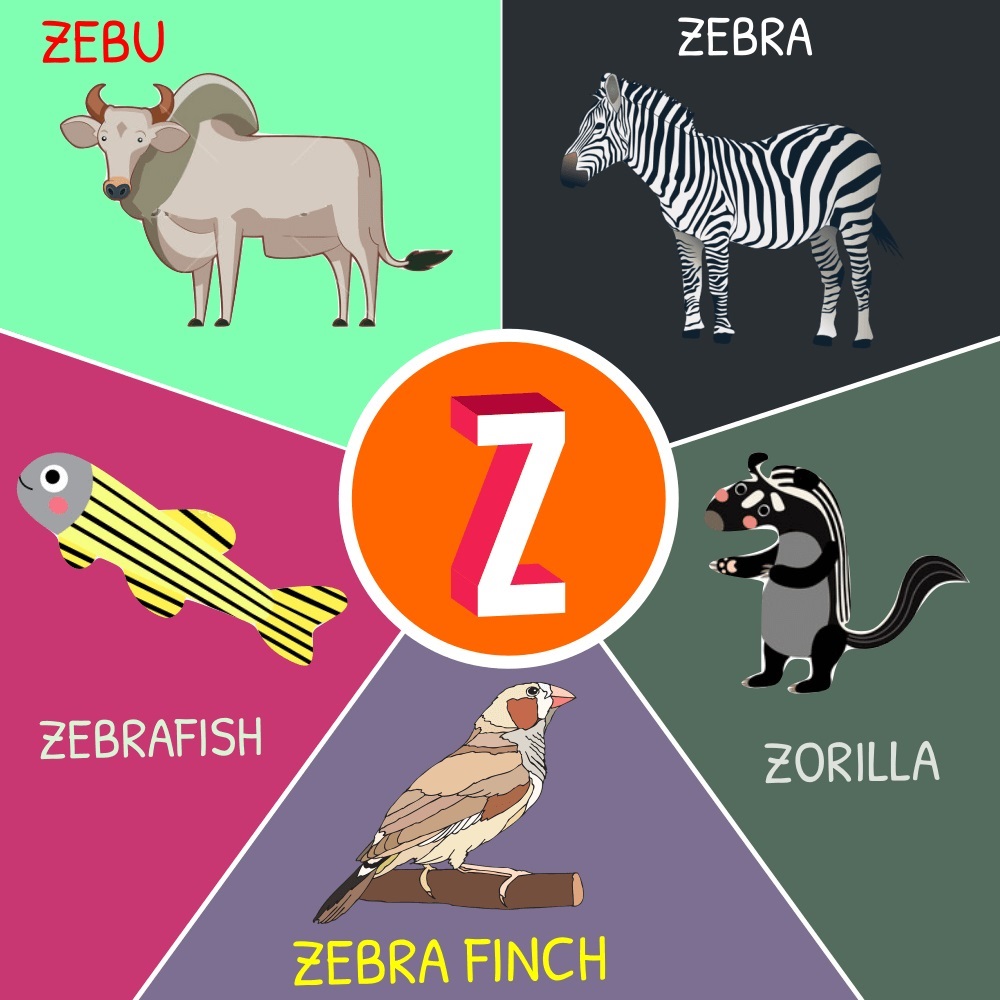Tên các con vật bằng tiếng Anh bắt đầu bằng chữ Z