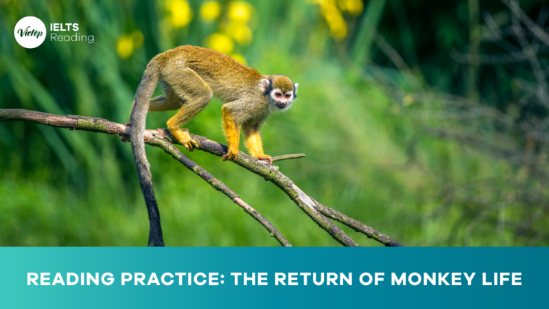 Reading practice The return of monkey life