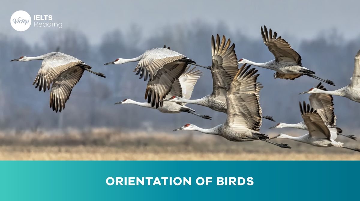 Reading Practice: Orientation of birds