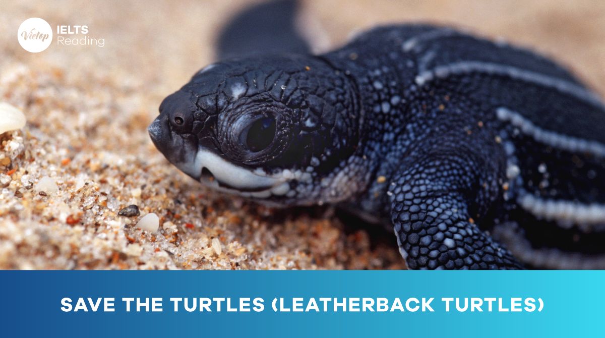 Reading Practice: Save the Turtles (Leatherback turtles)