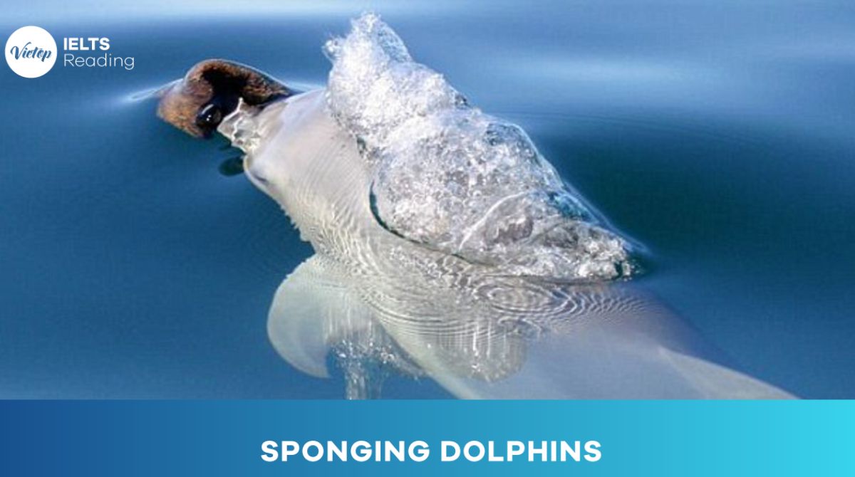 Reading practice: Sponging dolphins