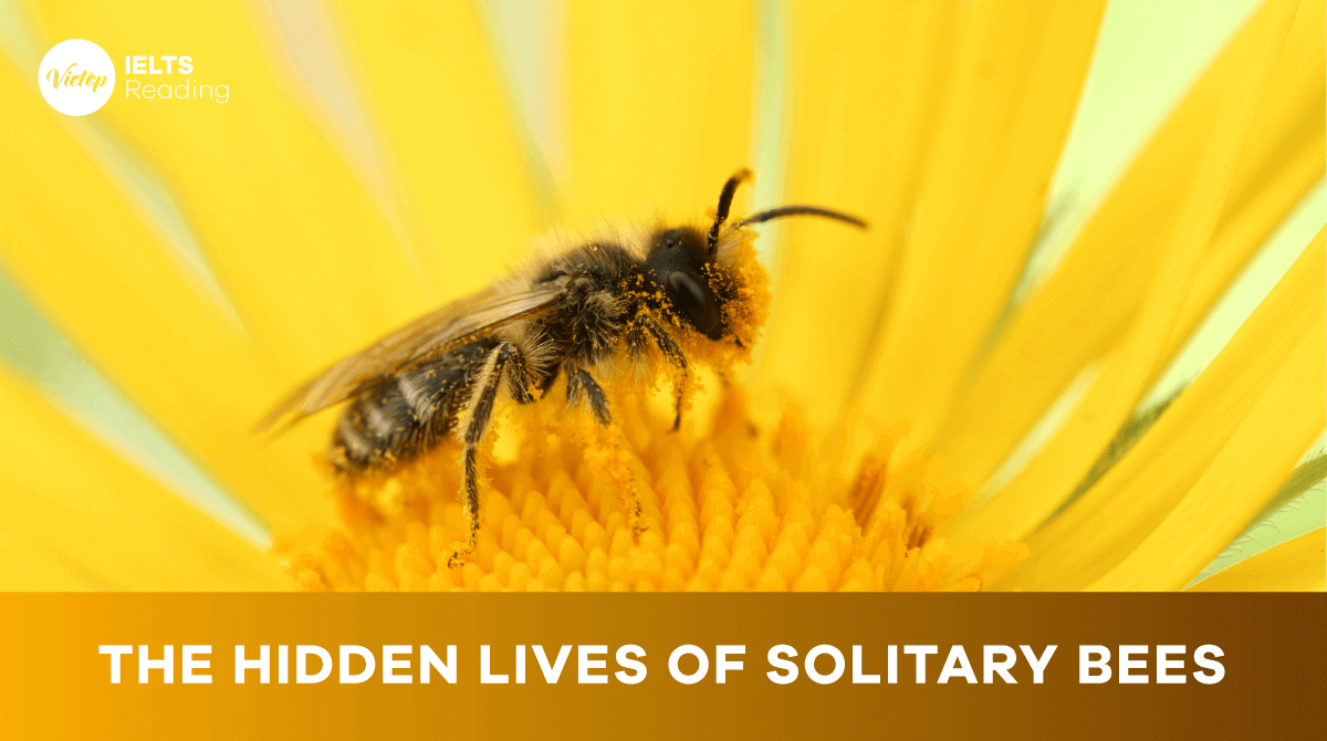 The hidden lives of solitary bees