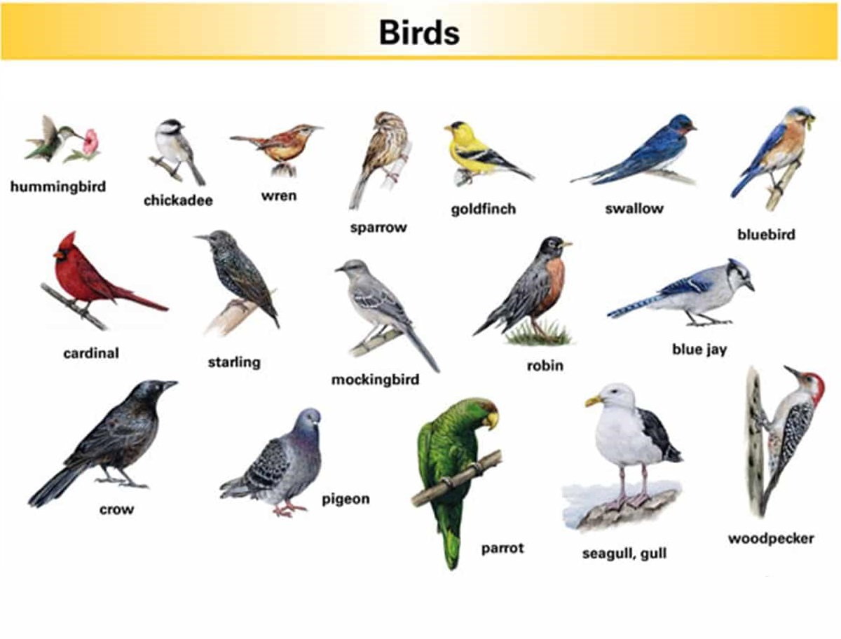 Từ vựng về động vật trên không (Vocabulary of aerial animals)