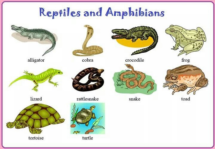 Từ vựng về động vật lưỡng cư (Vocabulary of amphibians)