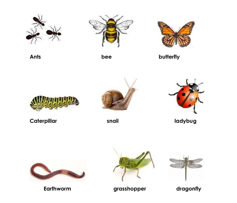 Từ vựng về côn trùng (Vocabulary of insects)
