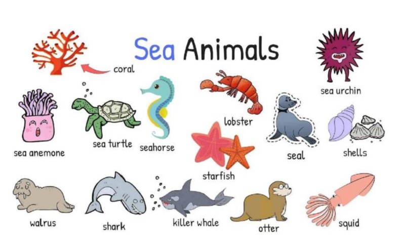 Từ vựng về động vật dưới nước (Vocabulary of underwater animals)