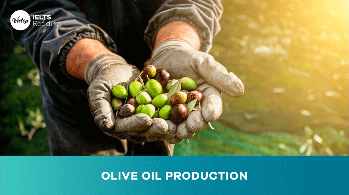 Reading Practice: Olive Oil Production