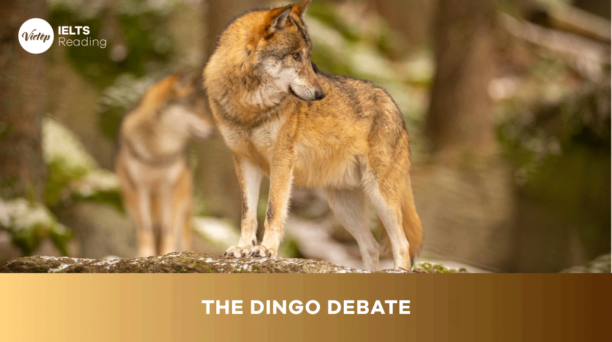 The dingo debate