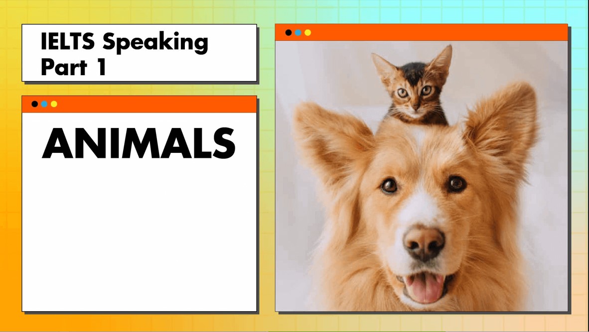 Ứng dụng Idioms about animals trong cách trả lời IELTS Speaking part 1