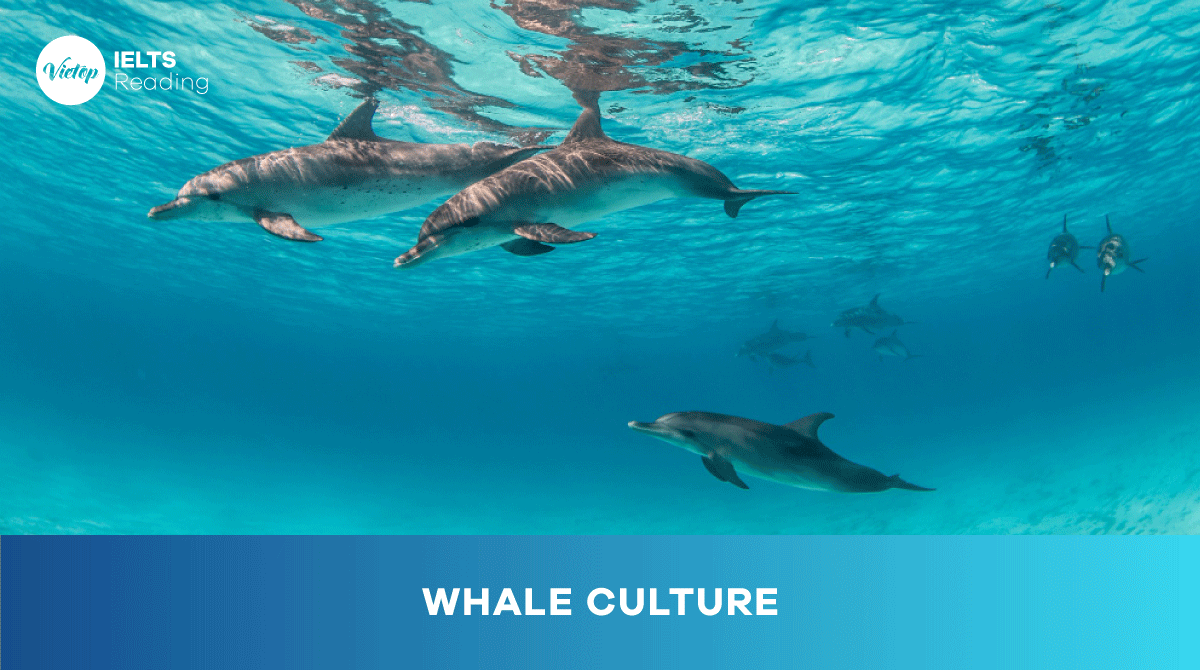 Whale culture