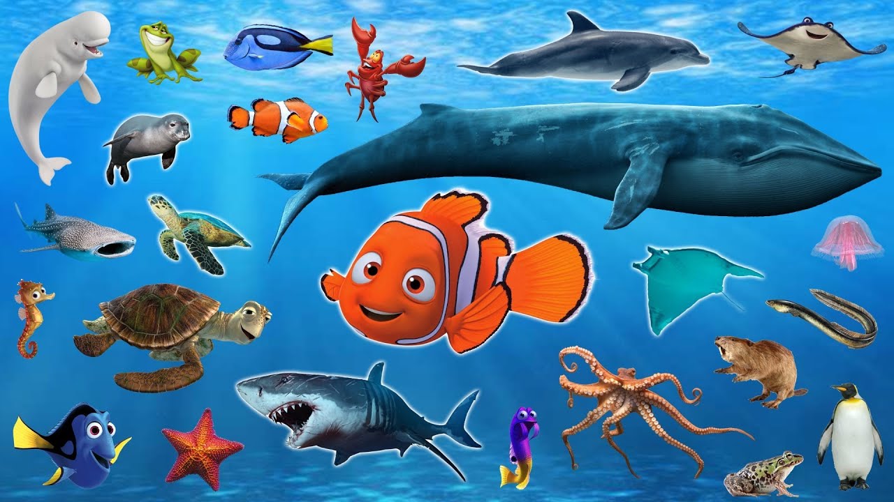 Từ vựng tiếng Anh về động vật biển